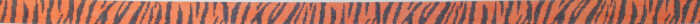 Tiger Stripe